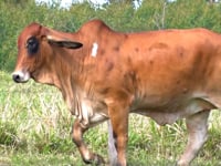 Lote 68