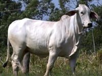 Lote 69