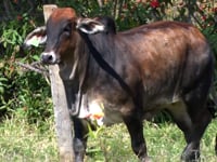 Lote 70