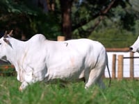 Lote 07