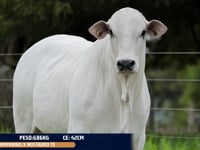Lote 13