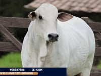 Lote 18