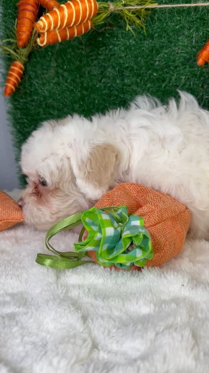 Female Teddy Bear puppy named Buttons for sale at Puppy Dreams - Garland. video thumbnail