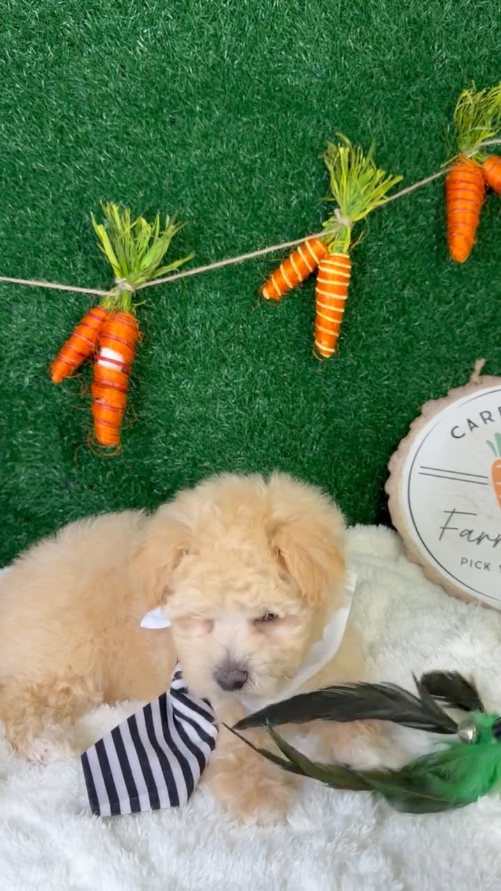 Male Maltipoo puppy named Finn for sale at Puppy Dreams - Garland. video thumbnail