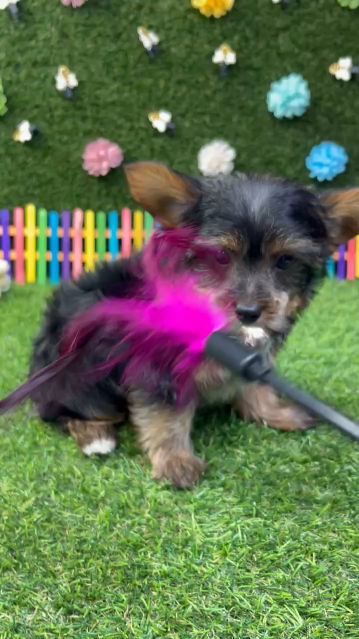 Male Yorkie puppy named Milo for sale at Puppy Dreams - Carrollton. video thumbnail