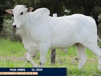 Lote 17