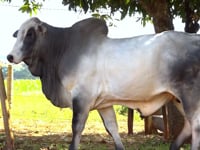 Lote 25