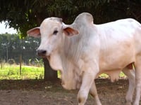Lote 28