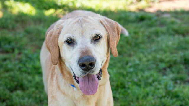 Enlarge Mojo, a ADOPTABLE Yellow Labrador Retriever in Elverta, CA video 3/3