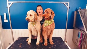 2 DOGS AT ONCE | 22 MINUTES