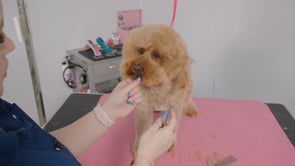 CAVOODLE TEDDY TRIM | 22 MINUTES