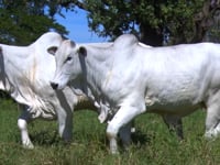 Lote E03