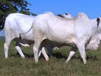 Lote E02
