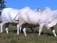 Lote E01