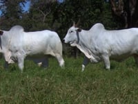 Lote E04