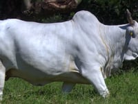 Lote E06