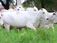 Lote 27