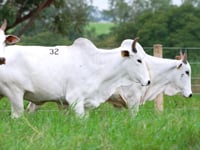 Lote 32