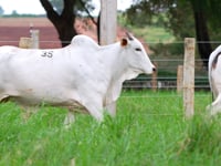 Lote 35