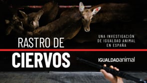 DENTRO de un RASTRO de CIERVOS en España