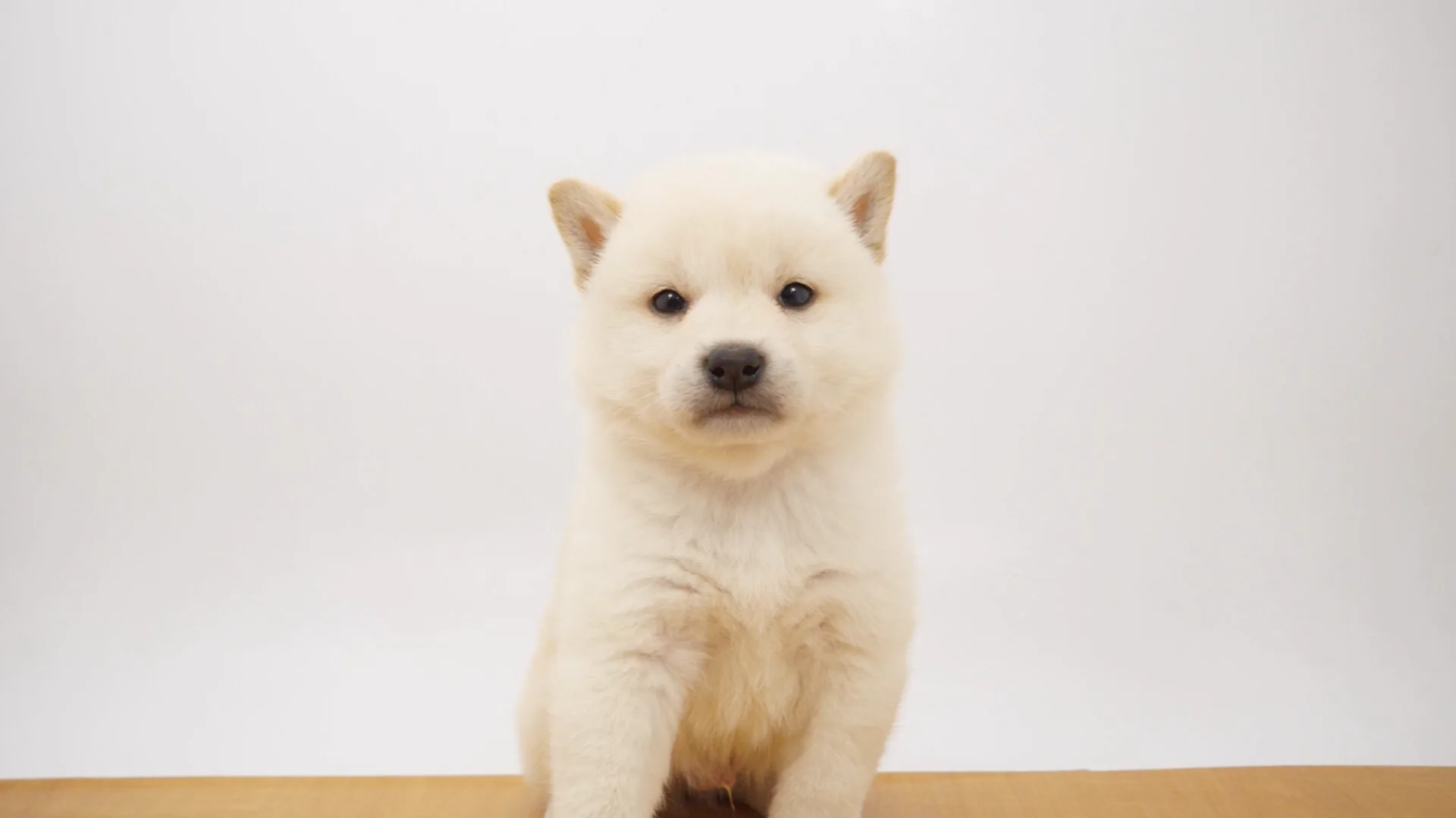 柴犬 白 男の子 ウエルケアセンター 2026051801401 ｜ペットショップの
