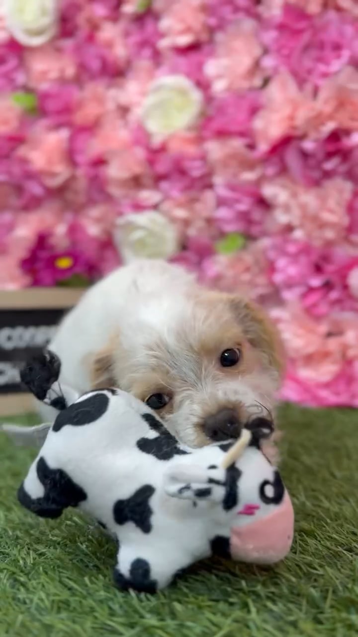 Male Chi-Poo puppy named Cooper for sale at Pet Express Braintree. video thumbnail