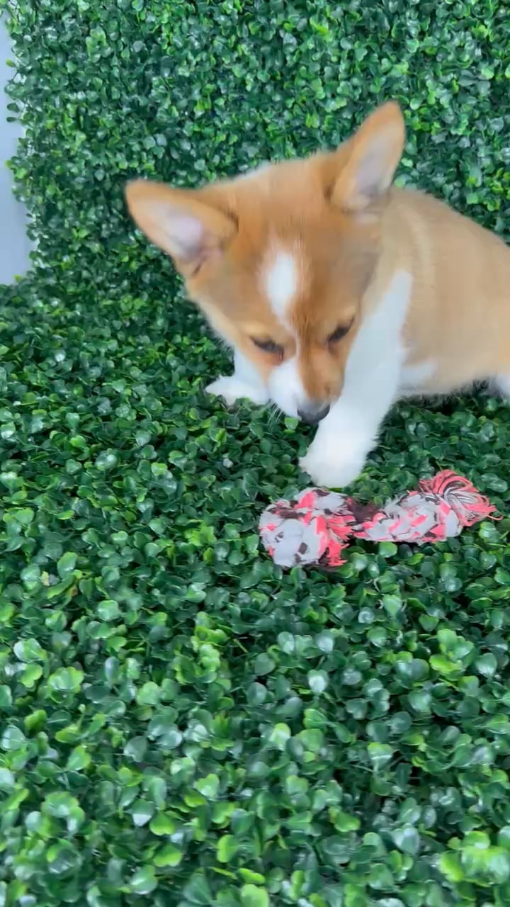 Female American Corgi puppy named Twinkie for sale at Puppy Dreams - Missouri City. video thumbnail