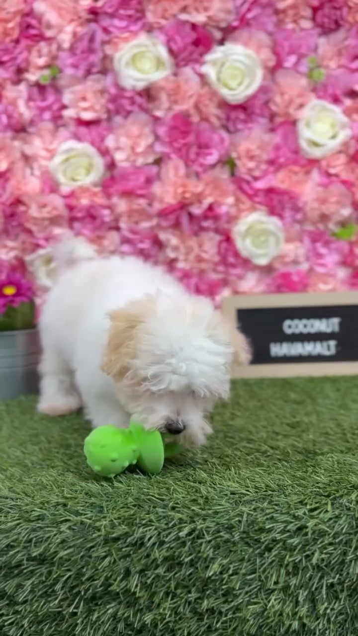 Male Havamalt puppy named Coconut for sale at Pet Express Braintree. video thumbnail
