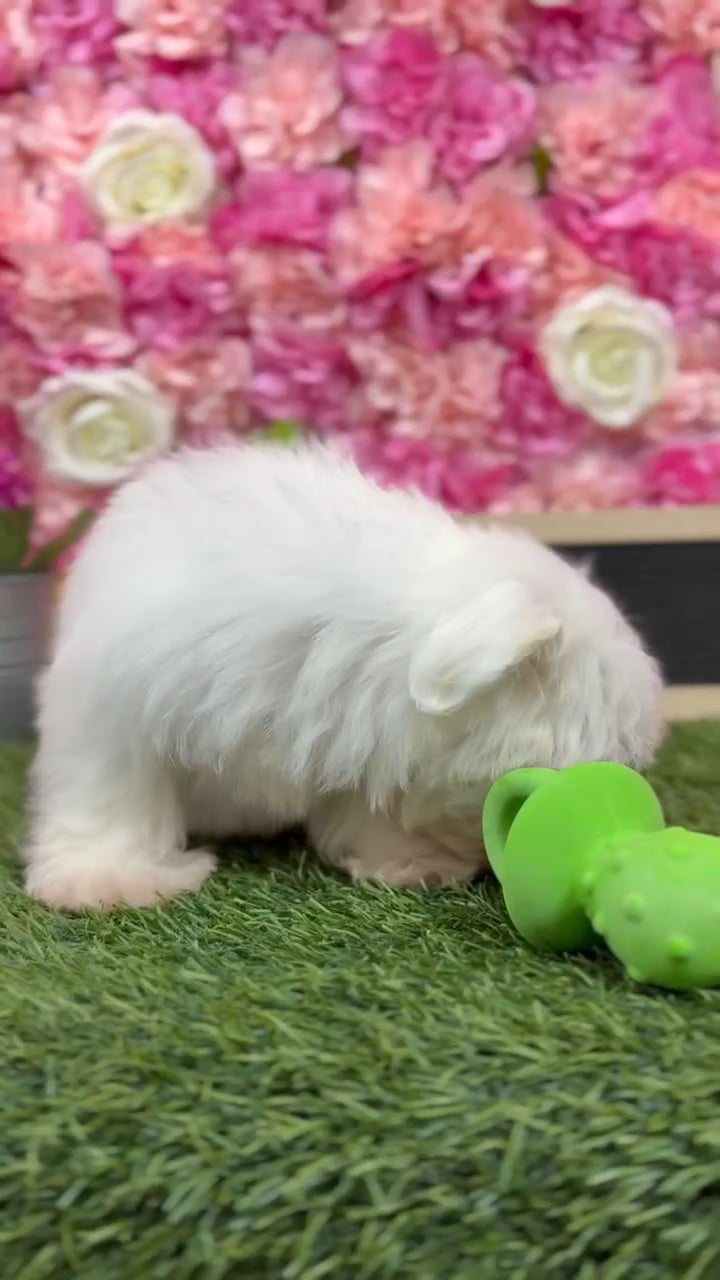 Female Havamalt puppy named Janice for sale at Pet Express Braintree. video thumbnail