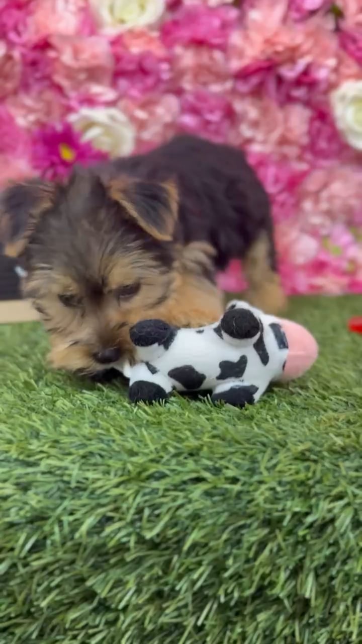 Female Yorkie-Poo 2Nd Gen puppy named Aubrey for sale at Pet Express Braintree. video thumbnail