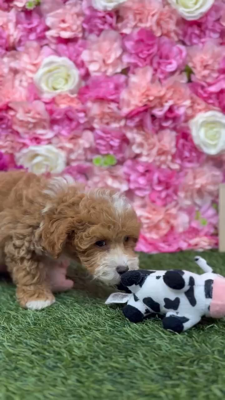 Male Malti-Poo 2Nd Gen puppy named Drake for sale at Pet Express Braintree. video thumbnail