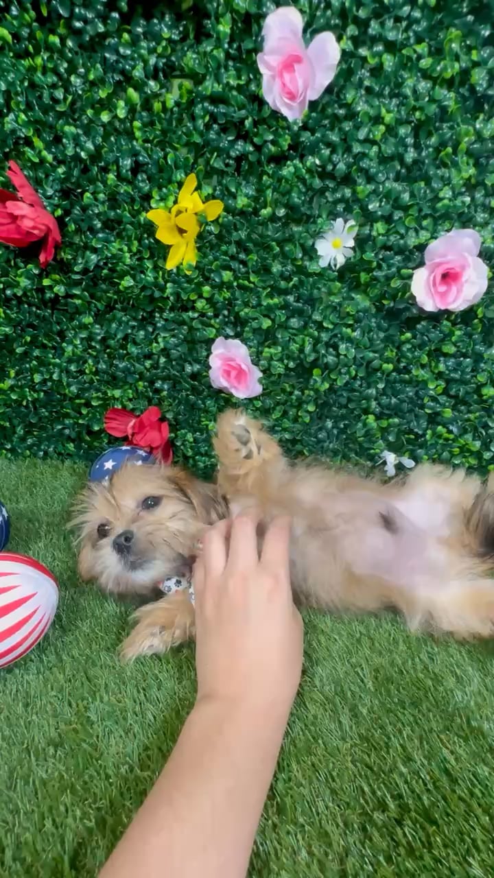 Male Shorkie puppy named Olaf for sale at Puppy Dreams - Round Rock. video thumbnail