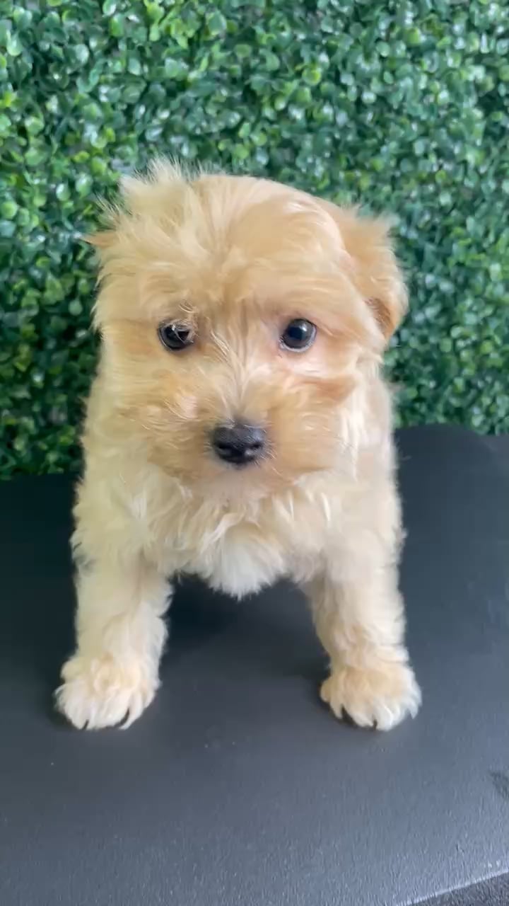 Female Maltipoo puppy named Malibu for sale at Puppy Dreams - West Little Rock. video thumbnail