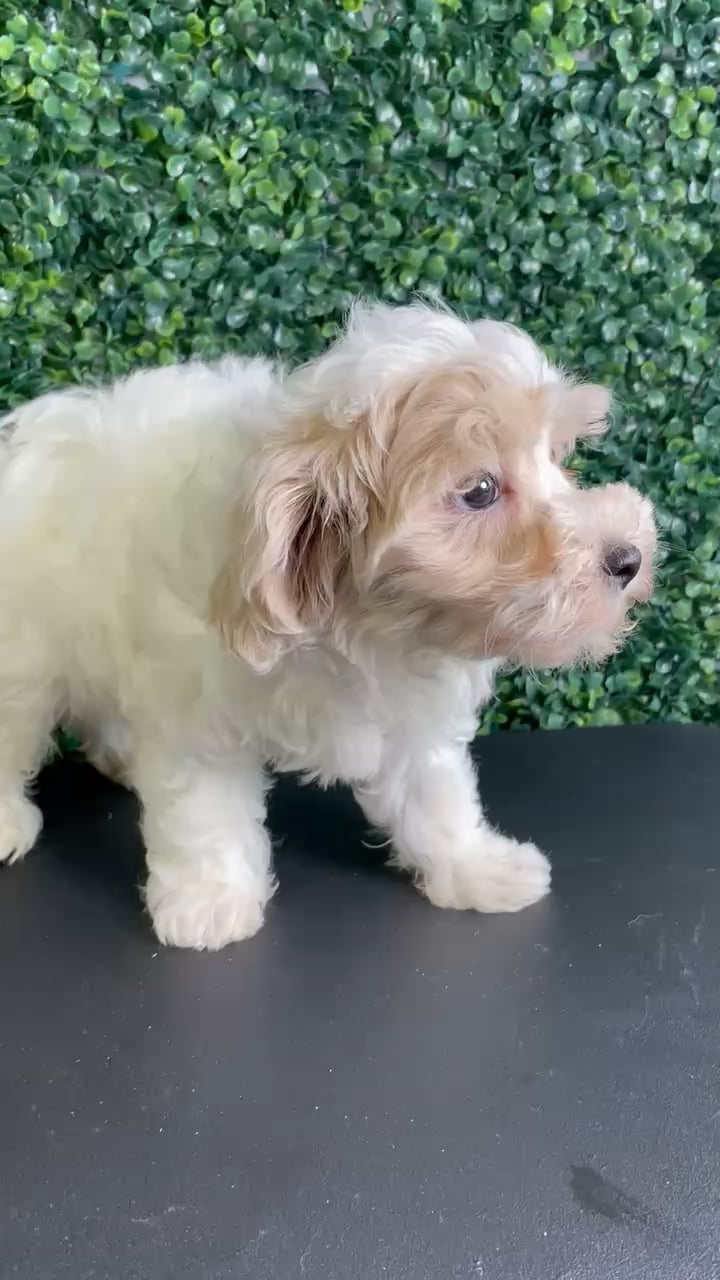 Male Maltipoo puppy named Rome for sale at Puppy Dreams - West Little Rock. video thumbnail