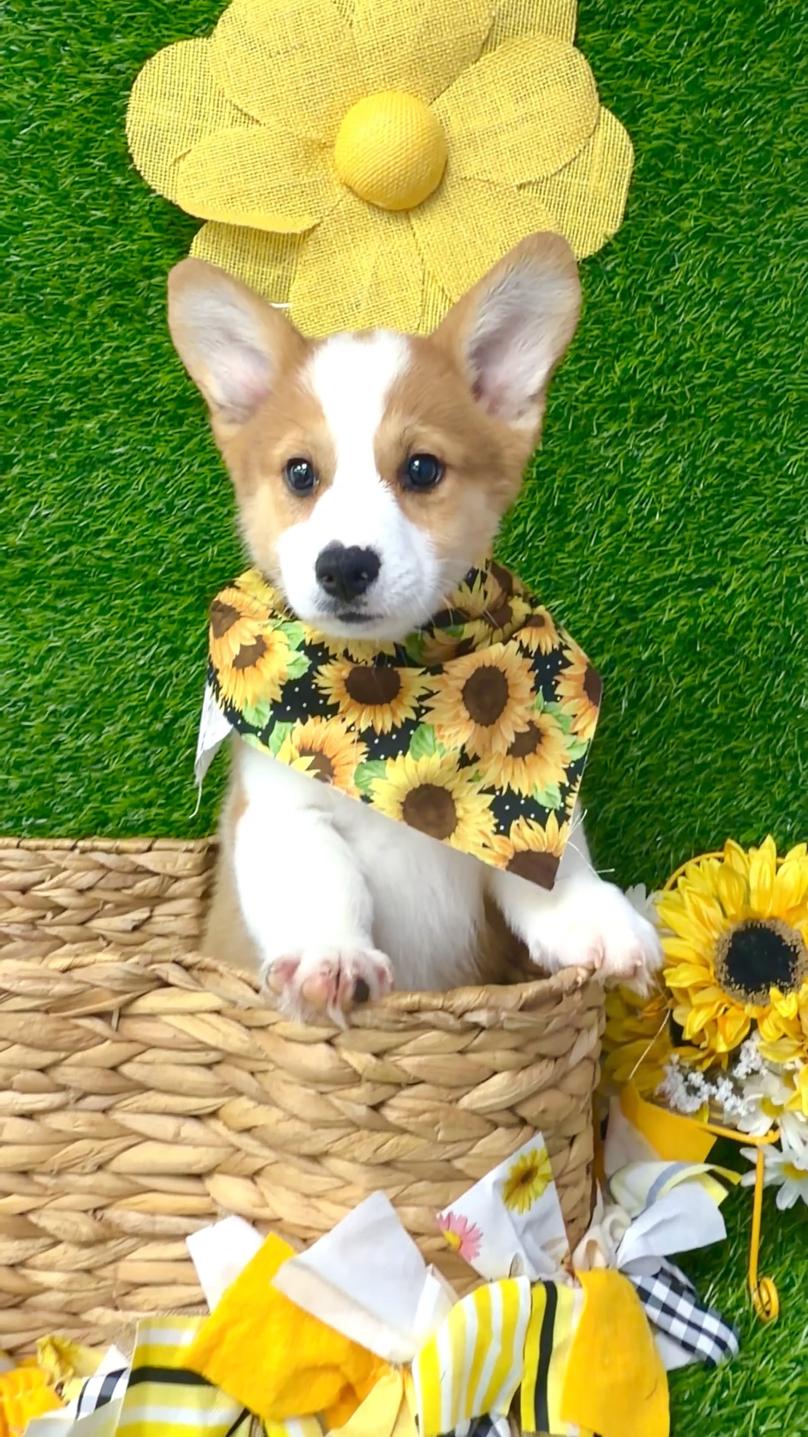 Male American Corgi puppy named Loki for sale at Puppy Dreams Puyallup. video thumbnail