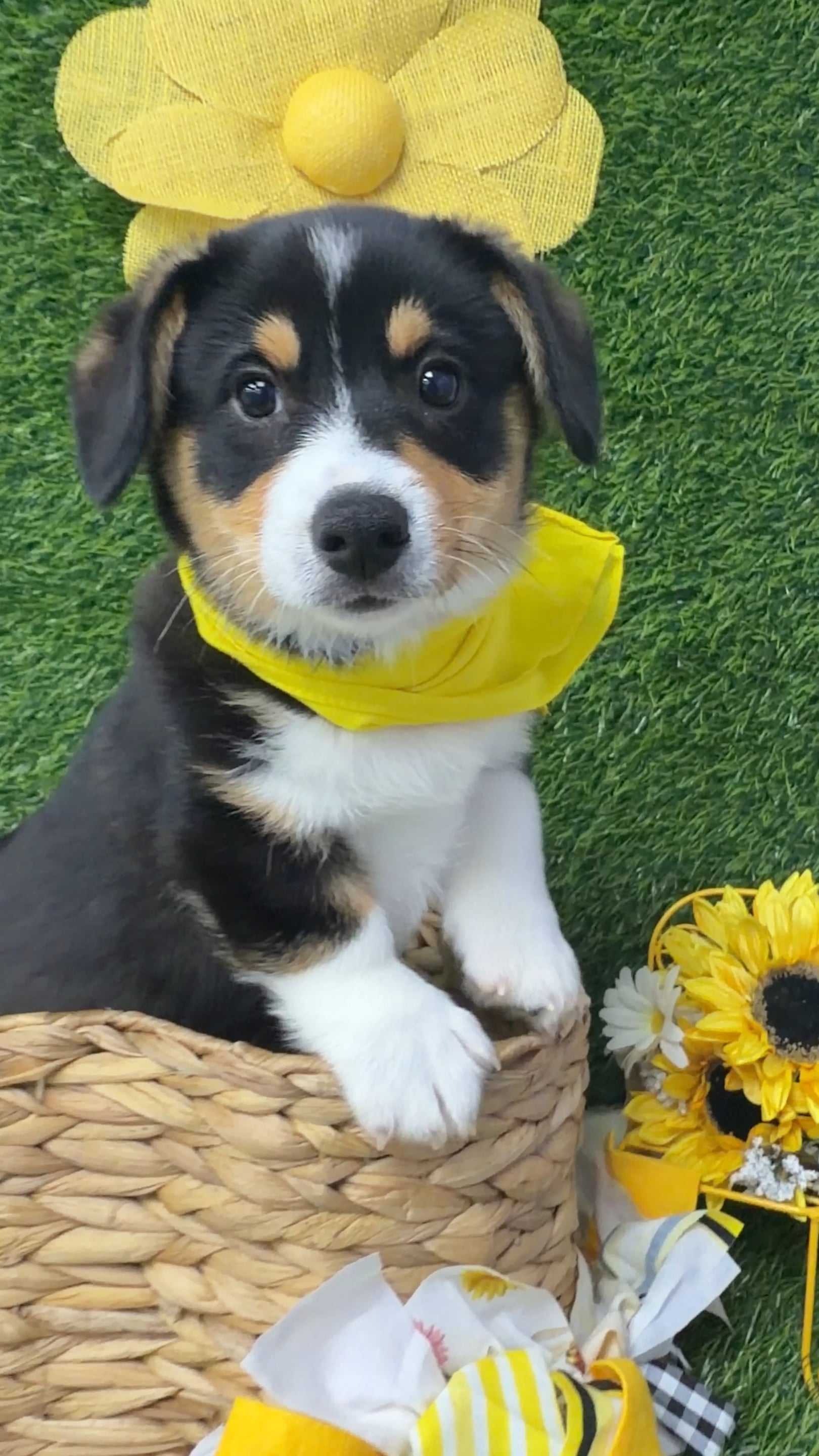 Male American Corgi puppy named Odin for sale at Puppy Dreams Puyallup. video thumbnail