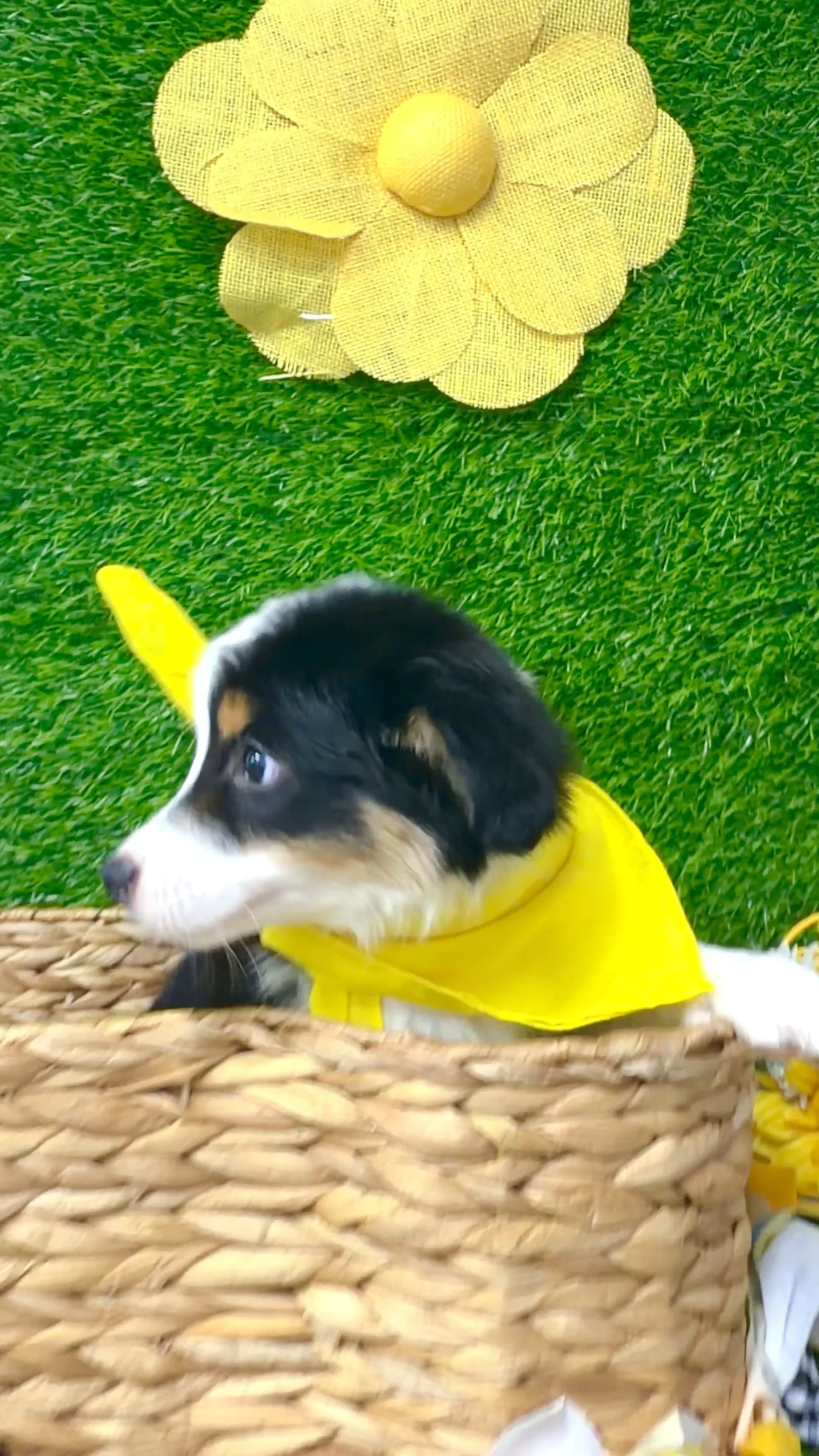 Male Mini Aussie puppy named Chip for sale at Puppy Dreams Puyallup. video thumbnail