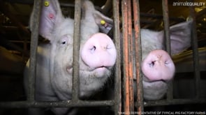 Denny’s: End the use of cages for pigs