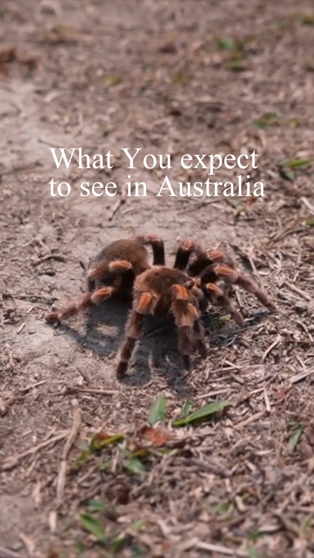 Animals of Australia