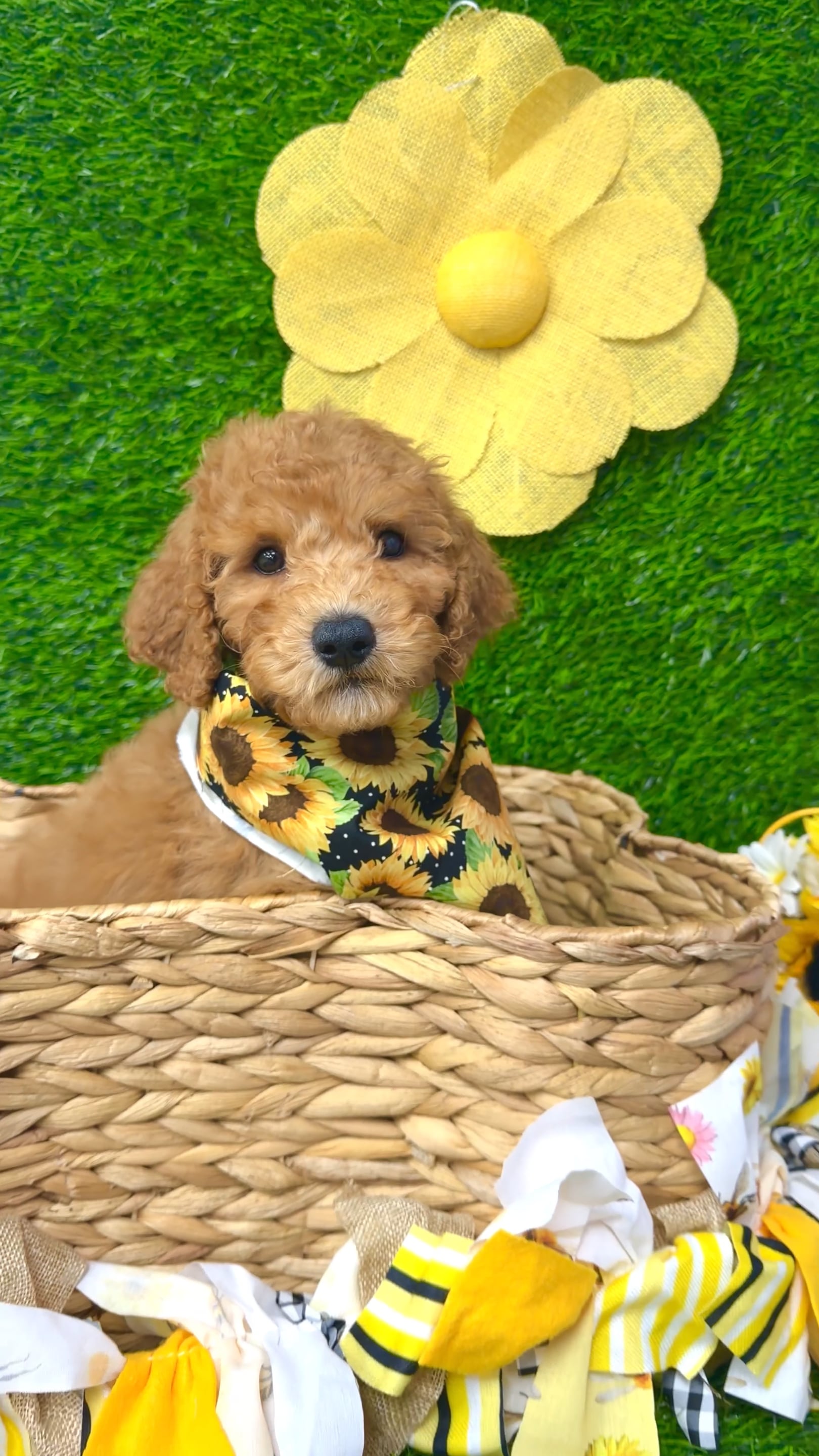 Male 2Nd Gen Mini Goldendoodle puppy named Laurent for sale at Puppy Dreams Puyallup. video thumbnail
