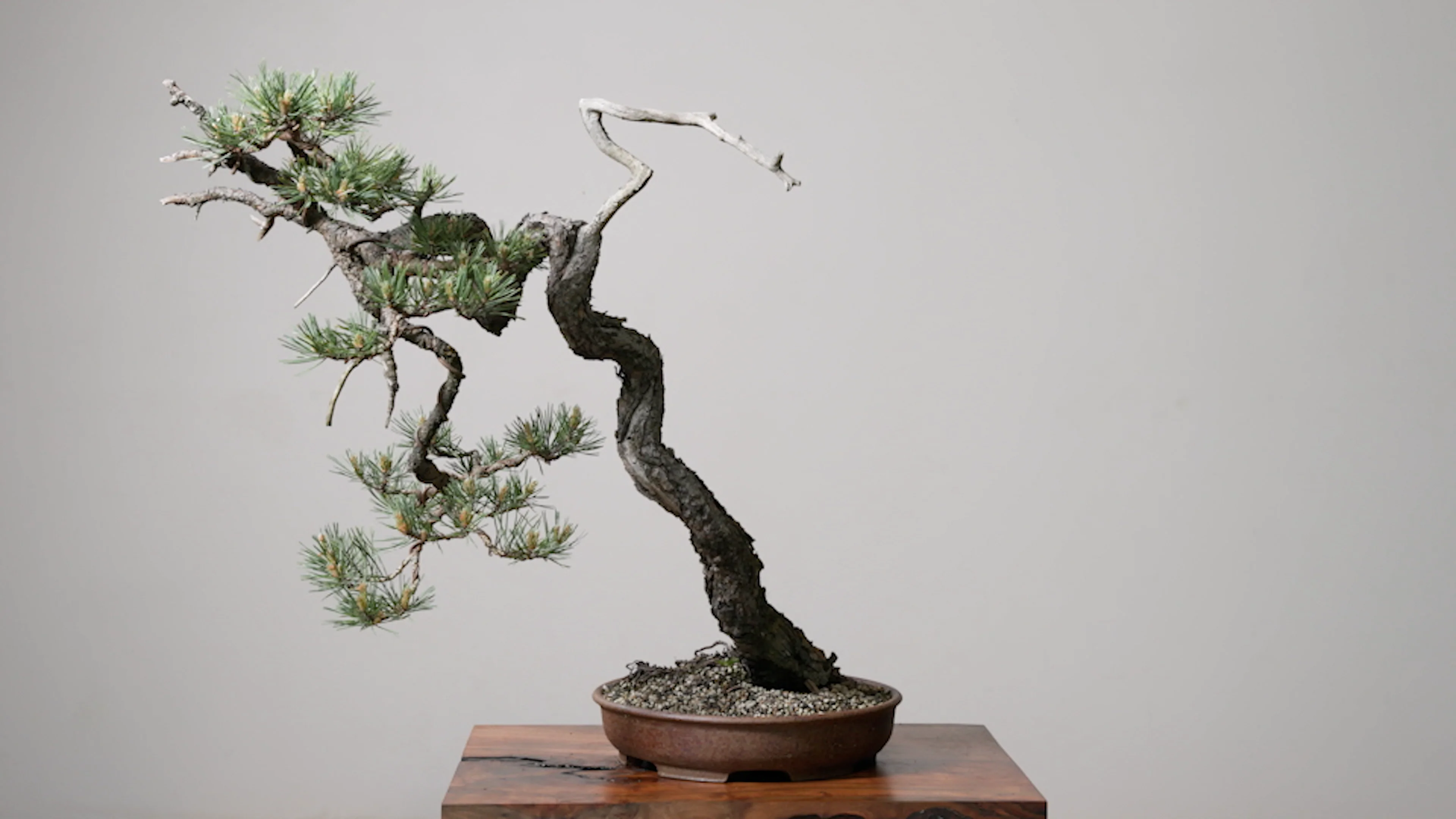 Grafted Scots Pine – Mirai Goods