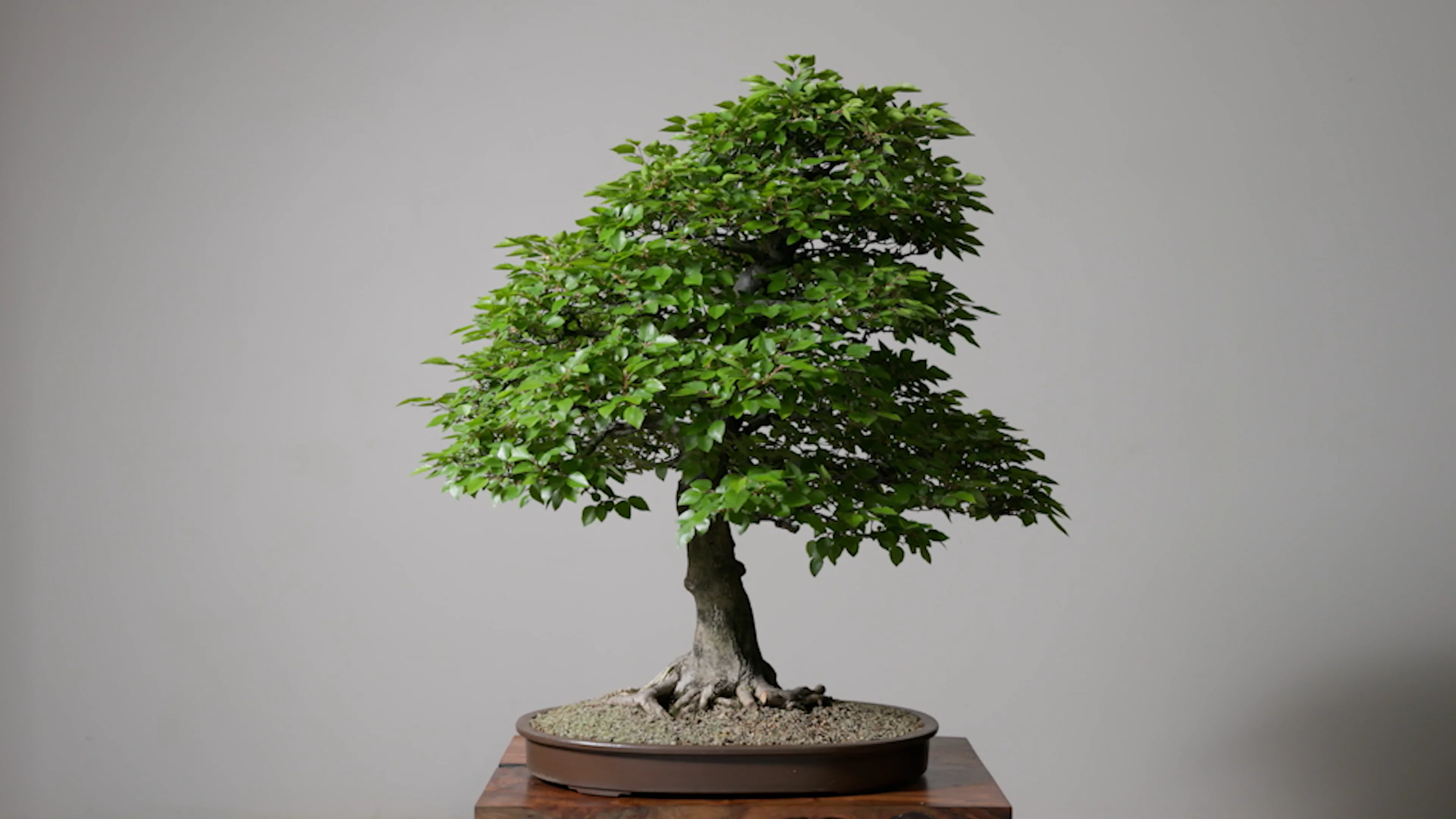 26 Tree Auction Spring Combined Showcase