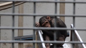 Confinement and suffering of chimpanzees at Schwaben Park – Germany