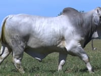 Lote 04