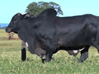 Lote 33