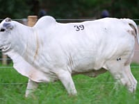 Lote 39