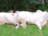 Lote 45