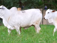 Lote 47
