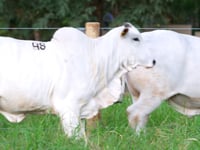 Lote 48