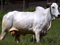 Lote 38